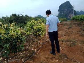 中源果农最新爆料,揭秘水果产业的秘密与挑战