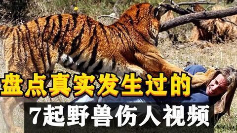 最新爆料斩虎事件视频大全,揭秘最新爆料事件视频大全