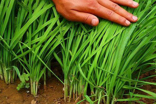 成都割韭菜爆料案件最新,揭秘网络诈骗背后的黑色产业链